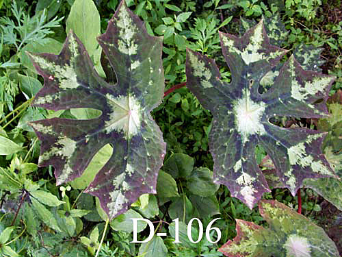 PODOPHYLLUM SP. CHEN YI D-106