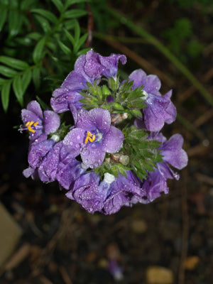 POLEMONIUM ARCHIBALDIAE 1