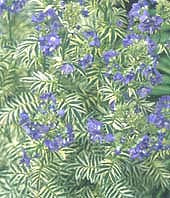 POLEMONIUM CAERULEUM 'BRISE D'ANJOU'