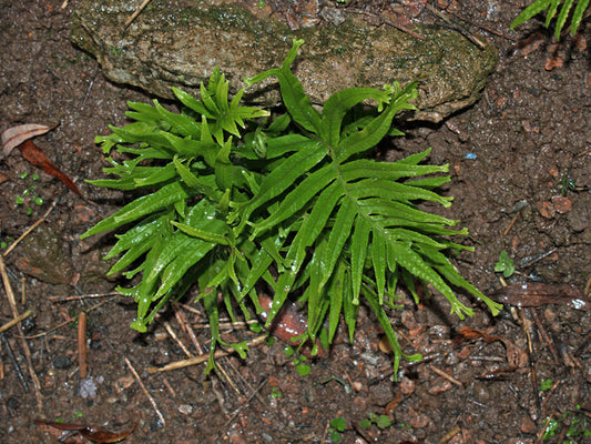 POLYPODIUM CAMBRICUM 'FURCANS CRISTATUM'