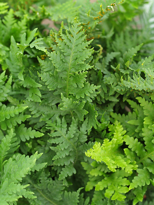 POLYPODIUM CAMBRICUM 'OAKLEYAE' form 2.