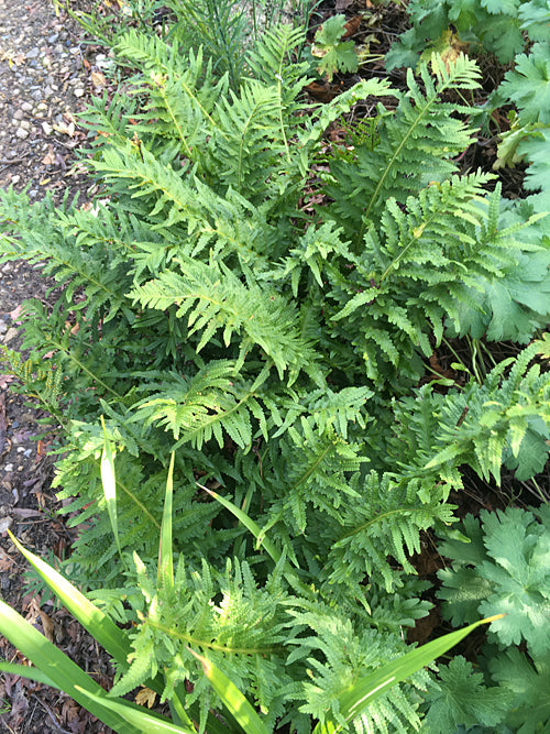 POLYPODIUM CAMBRICUM 'OMNILACERUM OXFORD'