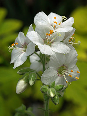 POLEMONIUM FOLIOSISSIMUM 'COTTAGE CREAM'