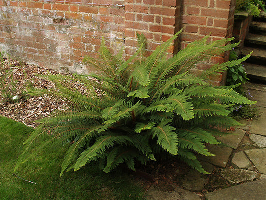 POLYSTICHUM SETIFERUM 'HERRENHAUSEN'