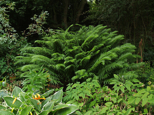 POLYSTICHUM MUNITUM