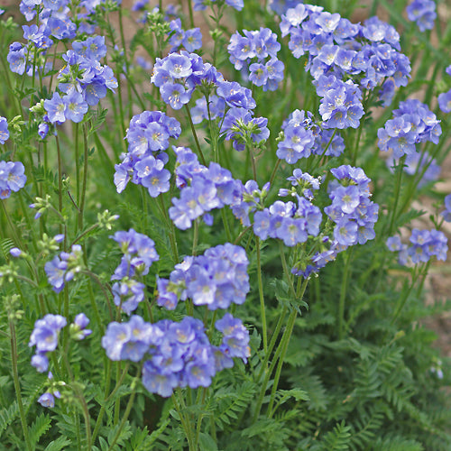 POLEMONIUM 'NORTHERN LIGHTS'