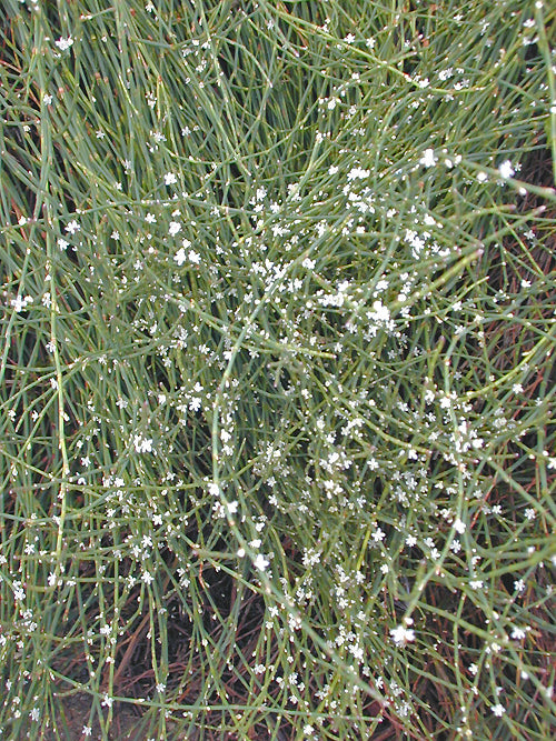 POLYGONUM SCOPARIUM