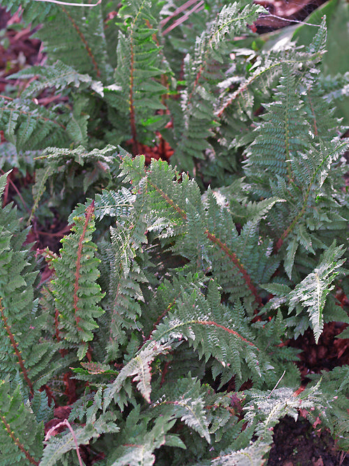 POLYSTICHUM SETIFERUM 'CONGESTUM'