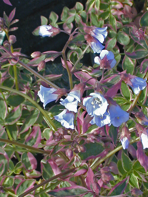 POLEMONIUM REPTANS 'STAIRWAY TO HEAVEN'