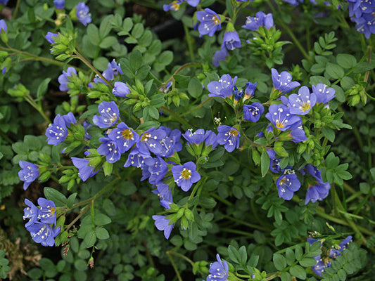 POLEMONIUM x JACOBAEA