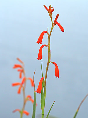 POLIANTHES GEMINIFLORA