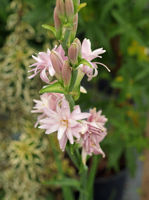 POLIANTHES TUBEROSA 'PINK SAPPHIRE'