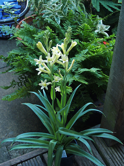 POLIANTHES TUBEROSA 'YELLOW BABY'
