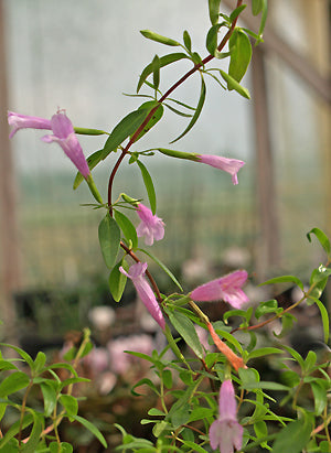 POLIOMINTHA BUSTAMANTA