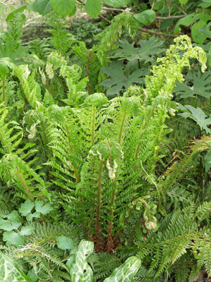 POLYSTICHUM ACULEATUM