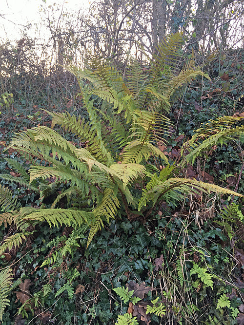POLYSTICHUM x BICKNELLII 'CATHERTON SALOP'