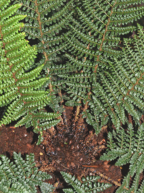 POLYSTICHUM BULBIFERUM