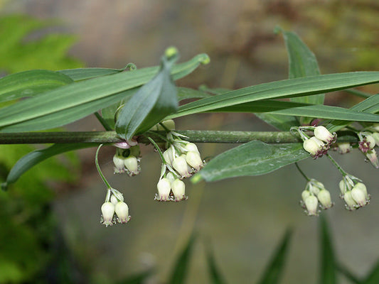 POLYGONATUM CIRRHIFOLIUM