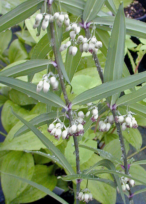POLYGONATUM CIRRHIFOLIUM CC 4603