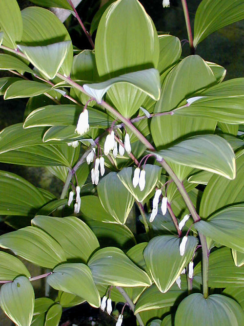 POLYGONATUM JAPONICUM 'VARIEGATUM'
