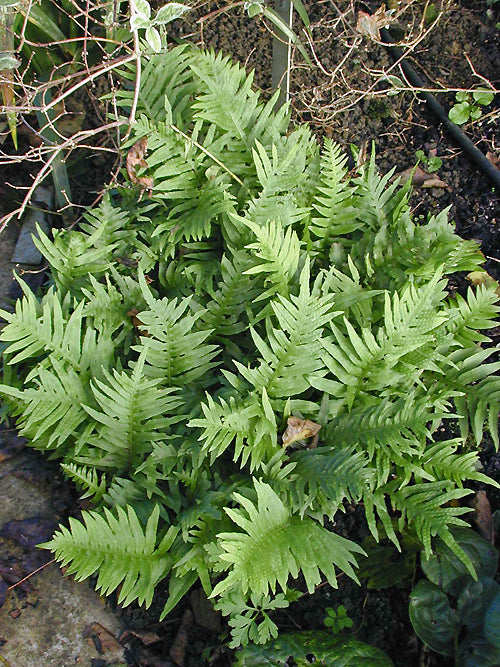 POLYPODIUM INTERJECTUM MJ