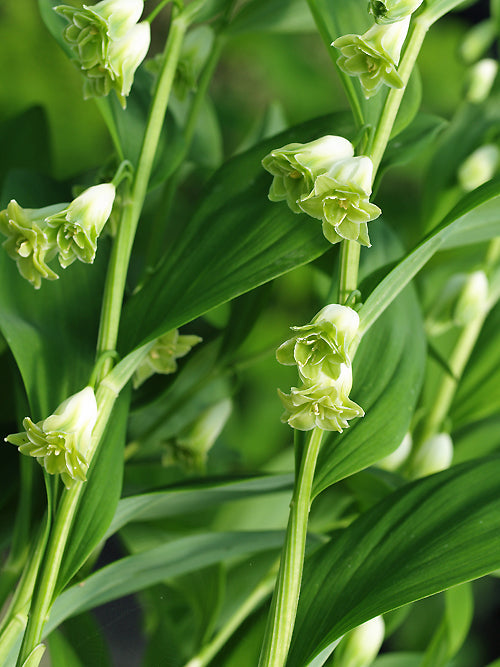 POLYGONATUM ODORATUM 'FLORE PLENO'