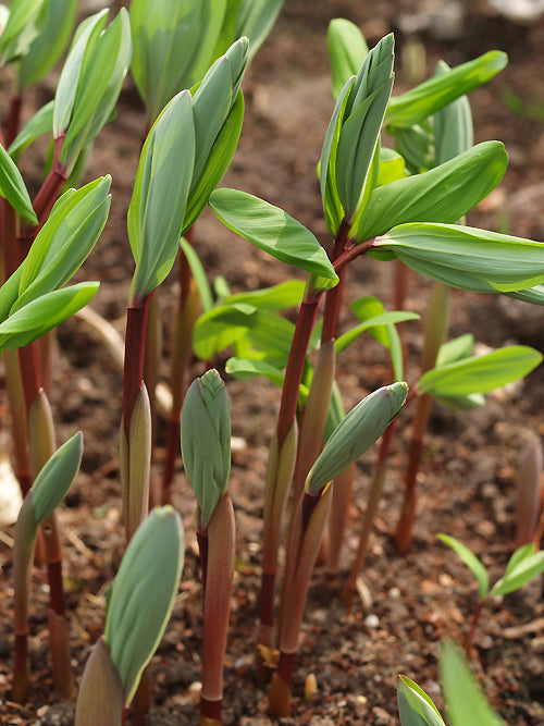 POLYGONATUM ODORATUM RED STEM