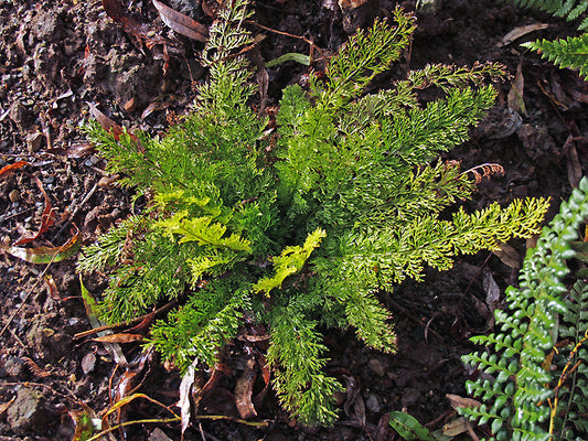 POLYSTICHUM OMEIENSE