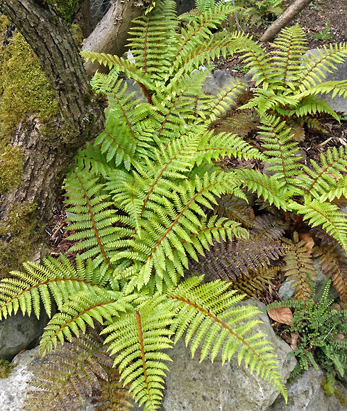 POLYSTICHUM POLYBLEPHARUM