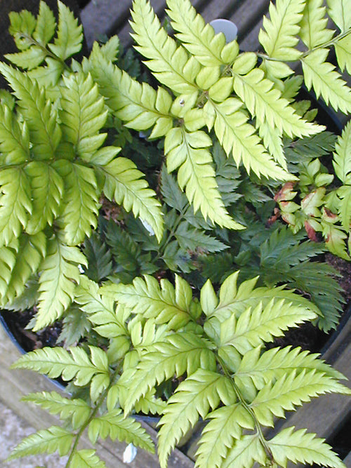 POLYSTICHUM RIGENS