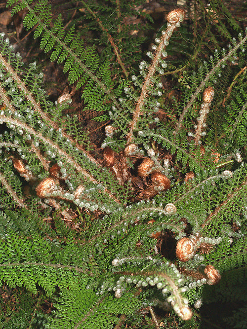 POLYSTICHUM SETIFERUM