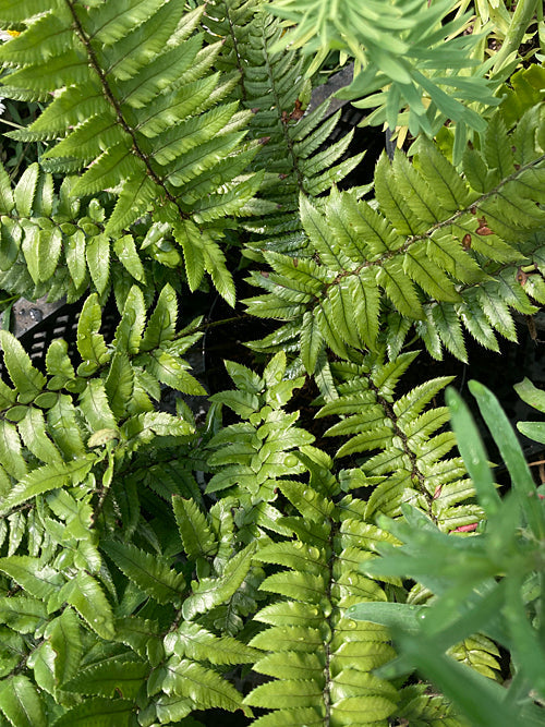POLYSTICHUM XIPHOPHYLLUM