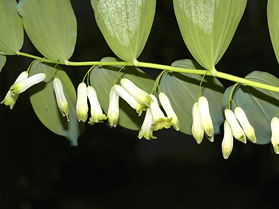 POLYGONATUM x HYBRIDUM 'AUREA'