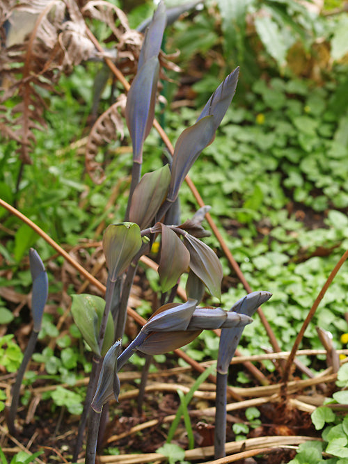 POLYGONATUM x HYBRIDUM true clone? 'BETBERG'