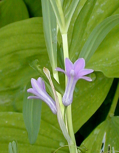 POLYGONATUM GRAMINIFOLIUM