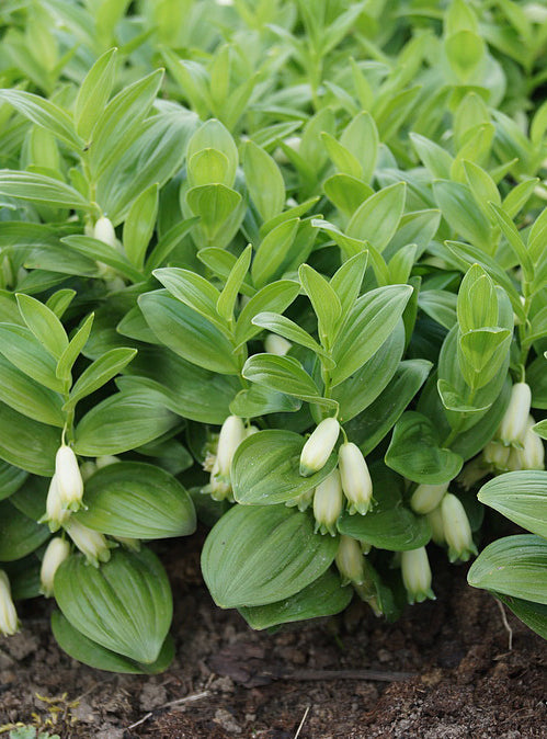 POLYGONATUM HUMILE