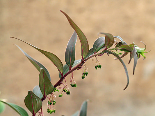 POLYGONATUM PUNCTATUM