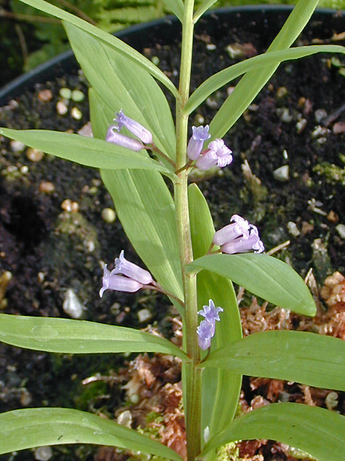 POLYGONATUM ROSEUM