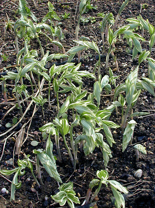 POLYGONATUM x HYBRIDUM 'STRIATUM'