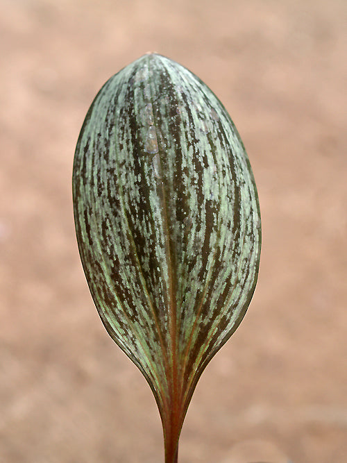 POLYGONATUM SP. CHEN YI