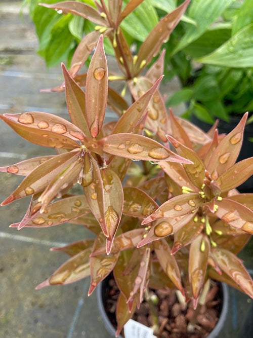 POLYGONATUM TESSELATUM PAB 13.471