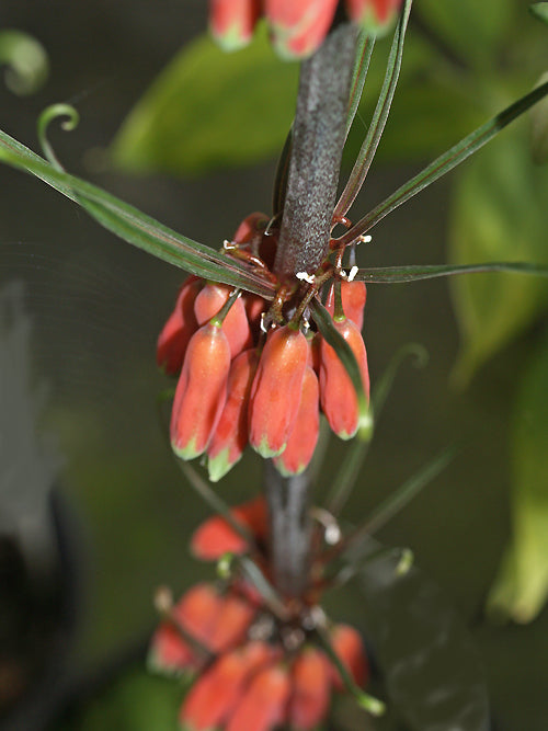 POLYGONATUM WARDII