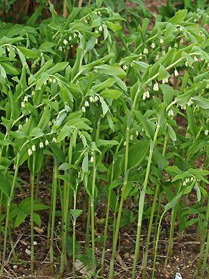 POLYGONATUM x HYBRIDUM