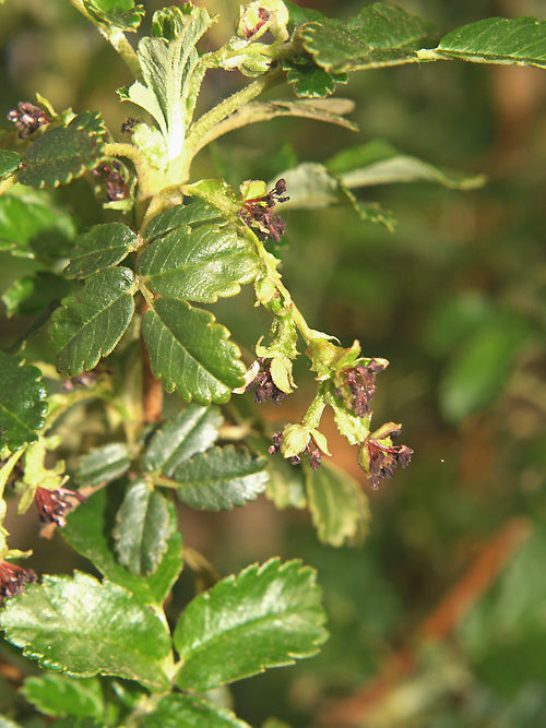 POLYLEPIS SP. RCB RA-T-2