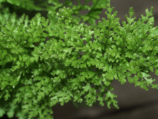 POLYPODIUM VULGARE 'PARSLEY'