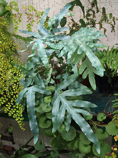 POLYPODIUM AUREUM 'UNDULATUM'