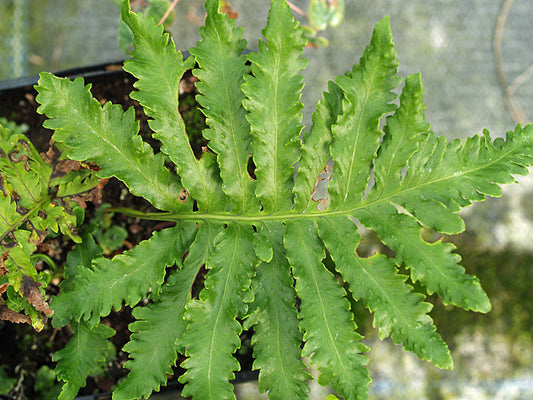 POLYPODIUM AZORICUM 'TWOSECT'