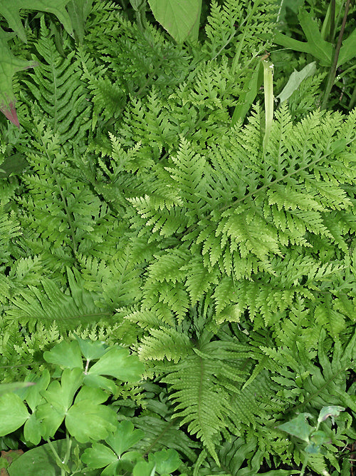 POLYPODIUM VULGARE 'BIFIDOMULTIFIDUM'