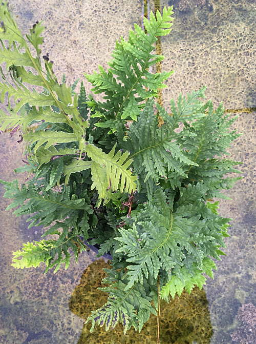 POLYPODIUM CAMBRICUM PULCHERRIMUM SUB-CRESTED