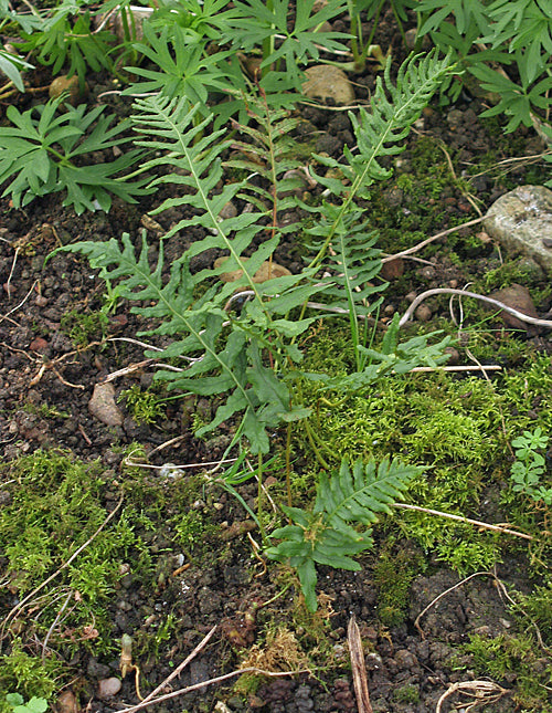 POLYPODIUM 'DANCING GIRLS'